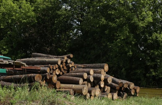 Світлична закликала правоохоронців активізувати боротьбу з незаконною вирубкою лісу