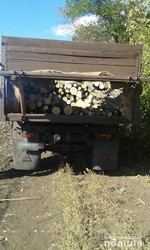 На Харківщині продовжуються незаконна порубка лісу (ФОТО)