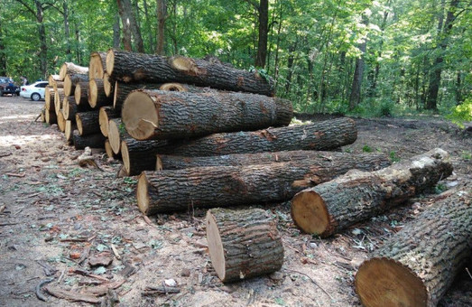 Просто так 112 мільйонів не пиляють – Чагаровський розповів про розкрадання лісу у Жовтневому лісхозі