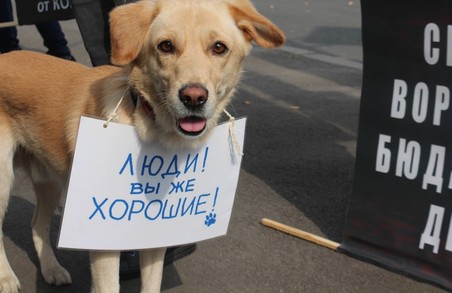 Притулок, а не живодерня: Харків’яни виступили проти вбивства тварин 