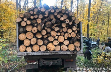 На Харківщині «чорні лісоруби» продовжують знищувати ліс (ФОТО)