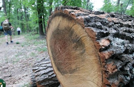 Чорним лісорубам, що знищували дерева на території університету оголошено підозру
