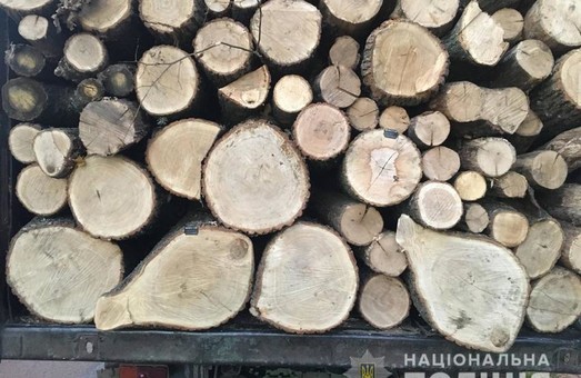 Справа «чорних лісорубів». На Харківщині керівники держлісгоспу розкрали деревини на більше ніж 6 мільйонів гривень