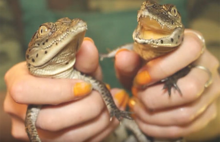 Харківський зоопарк обміняв крокодилів на варанів (ВІДЕО)