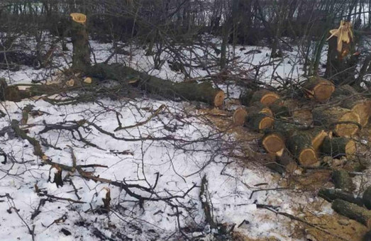 Знищення лісу: на Харківщині знову спіймали браконьєрів (ФОТО)