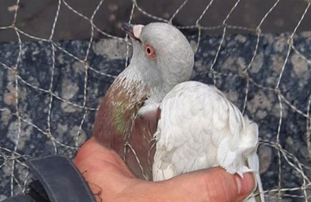 Врятовано птаха, який п`ять днів не міг вилетіти із харківського метро (ФОТО)