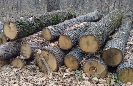 Підставити безхатченка: на Харківщині винайшли нову схему крадіжки лісу - активісти