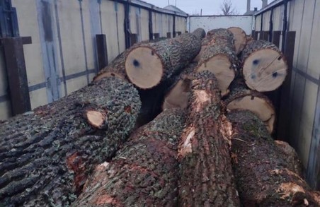 Незаконні порубки лісу на Харківщині заподіяли збитки на суму понад 29 мільйонів гривень
