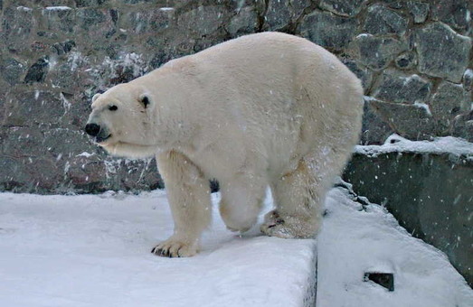 Вольєр для білих ведмедів обійдеться Харкову у 55 мільйонів гривень