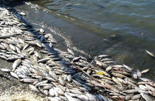 На Печенізькому водосховищі зафіксована масова загибель риби (ВІДЕО)