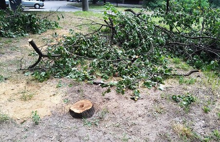 У Харкові триває війна з деревами: комунальники планують вирубку дерев на території трьох шкіл