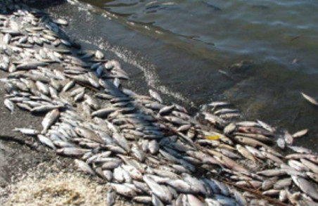 На Харківщині від каламутної води гине риба