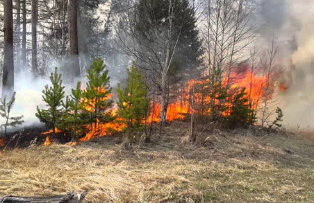 У Харківській області загорілися ліси на Нововодолажчині