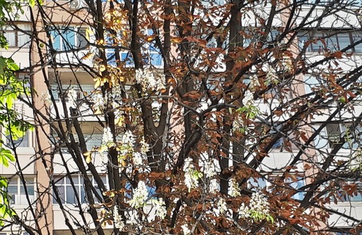 У Харкові знову цвітуть каштани (ФОТО)