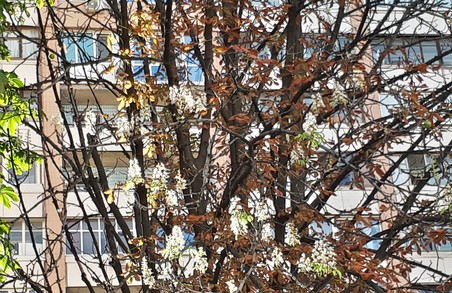 У Харкові знову цвітуть каштани (ФОТО)