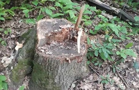 Збитки майже 1,8 мільйонів гривень: у Харкові судитимуть посадовця Жовтневого лісгоспу