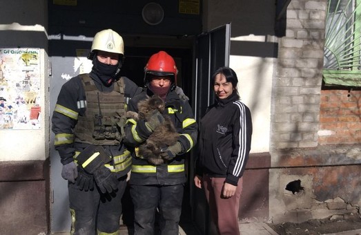 У Харкові рятувальники ДСНС врятували з-під завалів кота, який перебував там два тижні
