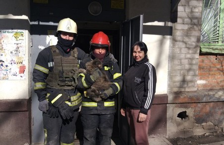 У Харкові рятувальники ДСНС врятували з-під завалів кота, який перебував там два тижні