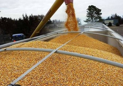 Нащадки організаторів Голодомору вкрали пів мільйона тонн українського зерна