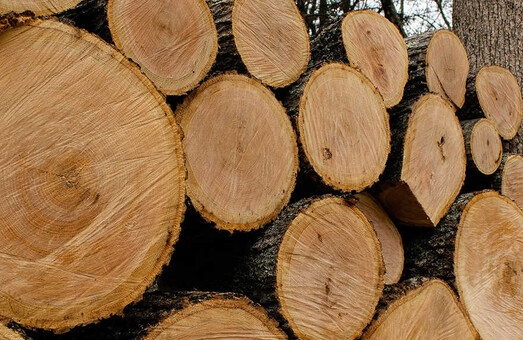Аукціони лісу на Харківщині: Через попит зросла ціна на деревину
